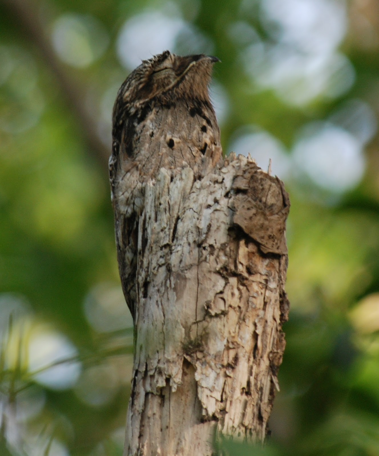 Potoo Adorable Bird of Death Fun Animals Wiki, Videos, Pictures