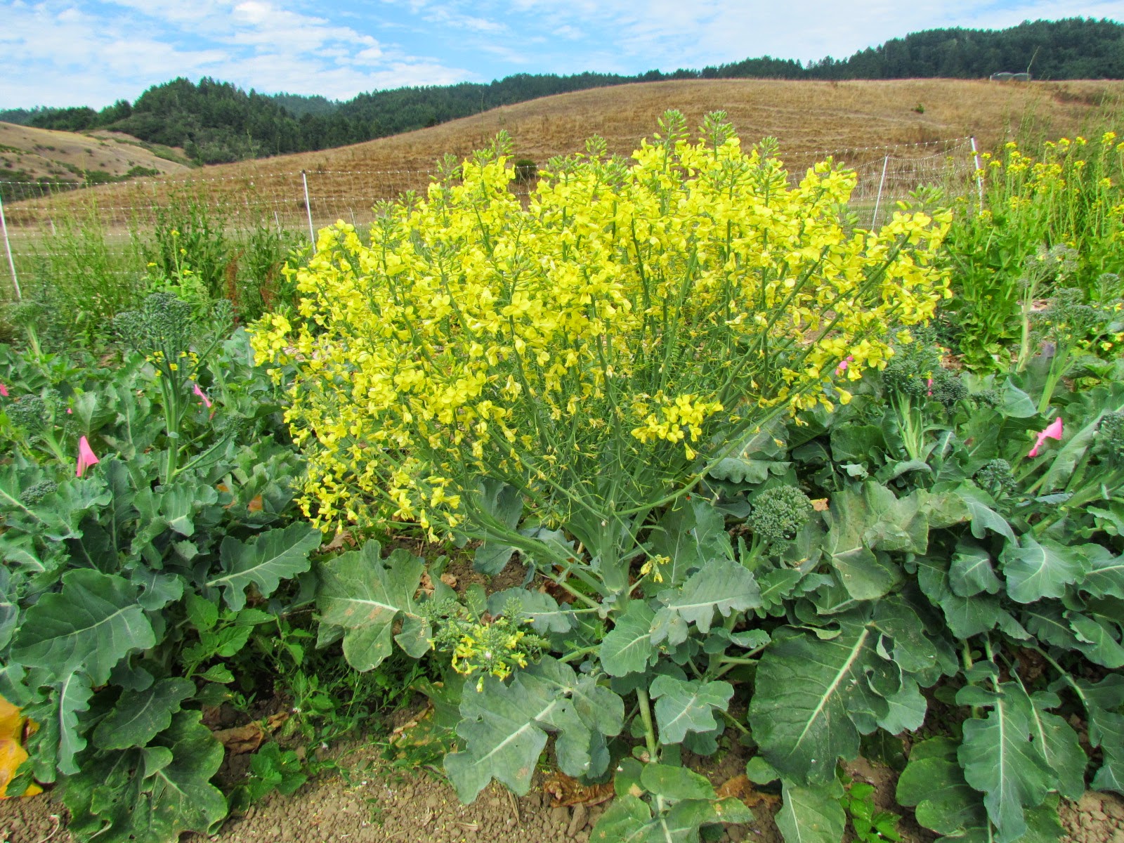 Seed Revolution Now! Broccoli and Napa Cabbage OnFarm