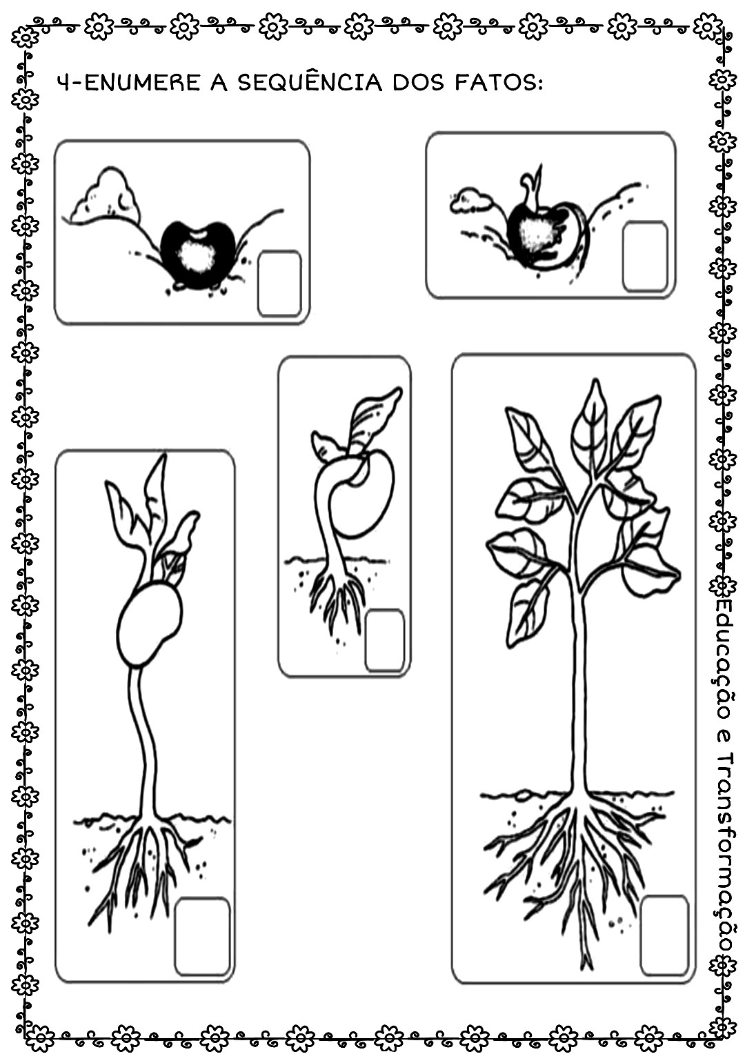 Atividade para trabalhar as partes de uma planta e as suas funções
