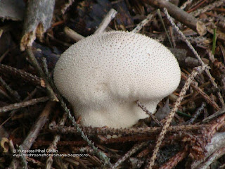 Lycoperdon perlatum DSC124836