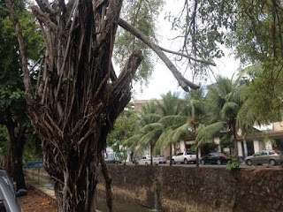 Árvores mortas precisam ser removidas na Rua do Canal e novas mudas devem ser plantadas imediatamente Árvores mortas precisam ser removidas na Rua do Canal e novas mudas devem ser plantadas imediatamente