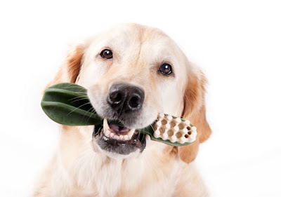 dog and chew toy
