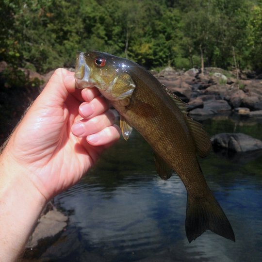 Caney Fork River smallmouth bass on the fly