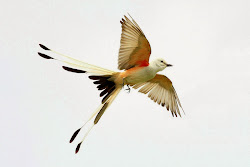 birds flying sky bright photographing extreme captured mode against flight slade ken right
