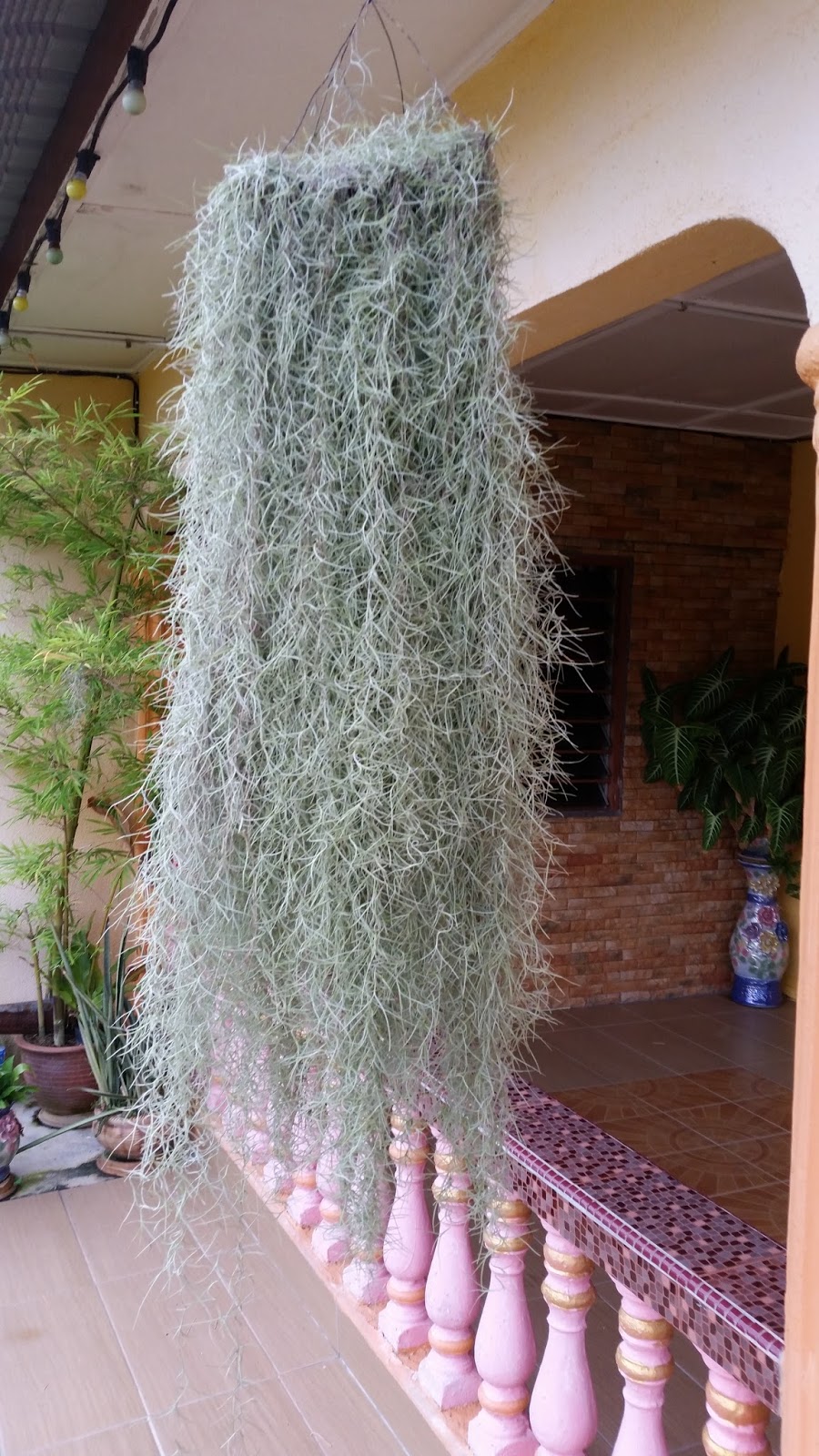 Warisan Petani: Pokok Janggut Tok Adam.