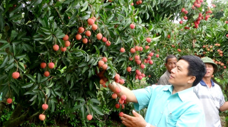 Phong tru benh hai vai thieu cuoi vu - Anh 1