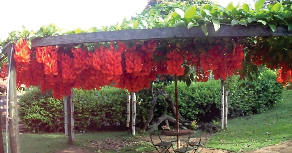 Plantas para decorar tu pérgola de Madera - PACKHOGAR