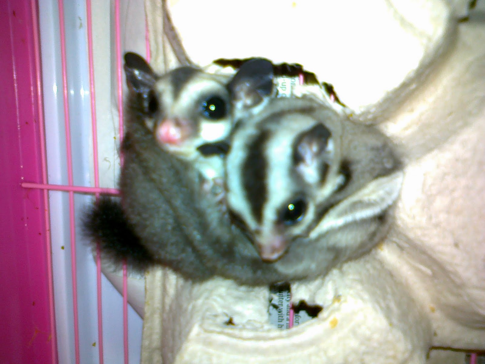 Bunyi Sugar Glider Crabbing