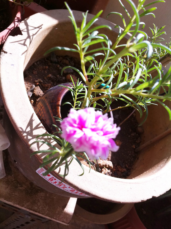 ♥メイチャンのプログ: ☆彡Chinese New Year // Celebrations (^_^)/