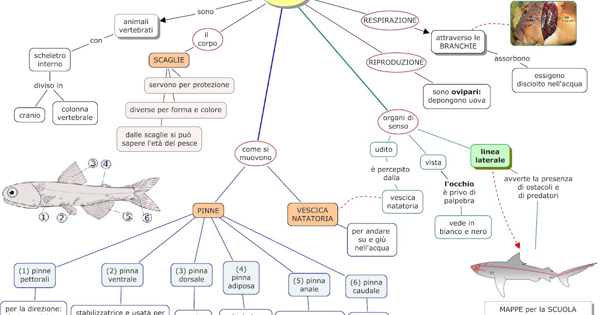 MAPPE per la SCUOLA I PESCI