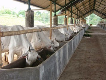 Peternakan Sapi Peternakan Sapi