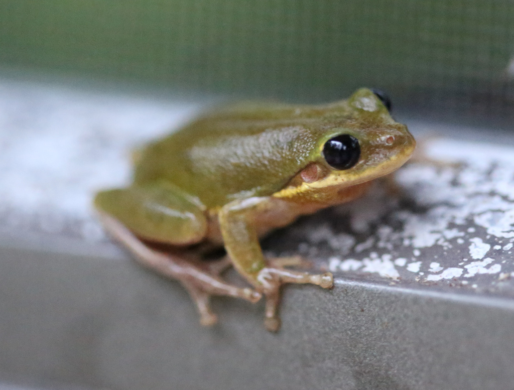 Shadows & Light Florida Frog