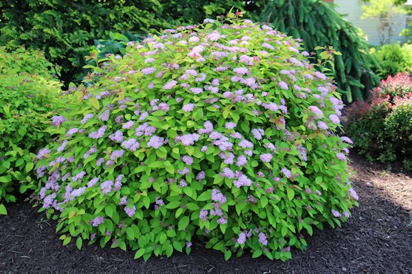 A Guide To Northeastern Gardening June 2016