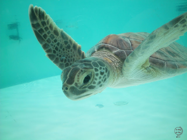 Una preciosa cría de tortuga blanca Una preciosa cría de tortuga blanca
