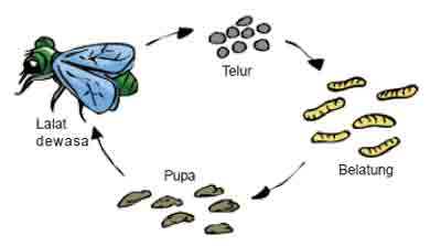  Daur  Hidup  Hewan  Metamorfosis  Sempurna  dan  Tidak  