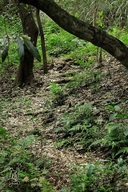 鳥瞰桃園盆地景點|五十份山登山步道