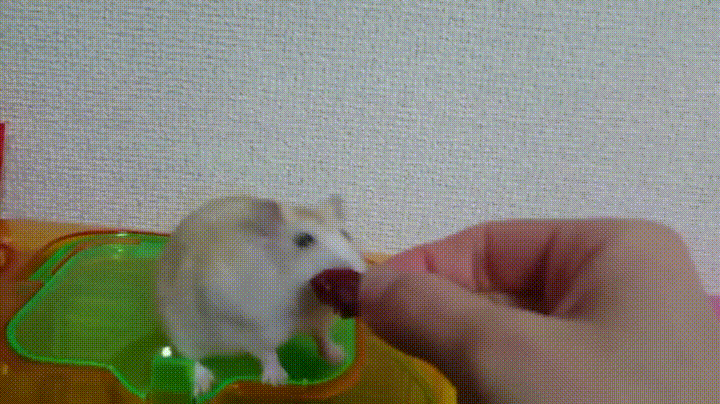 햄스터한테 장난쳤더니..gif | 인스티즈