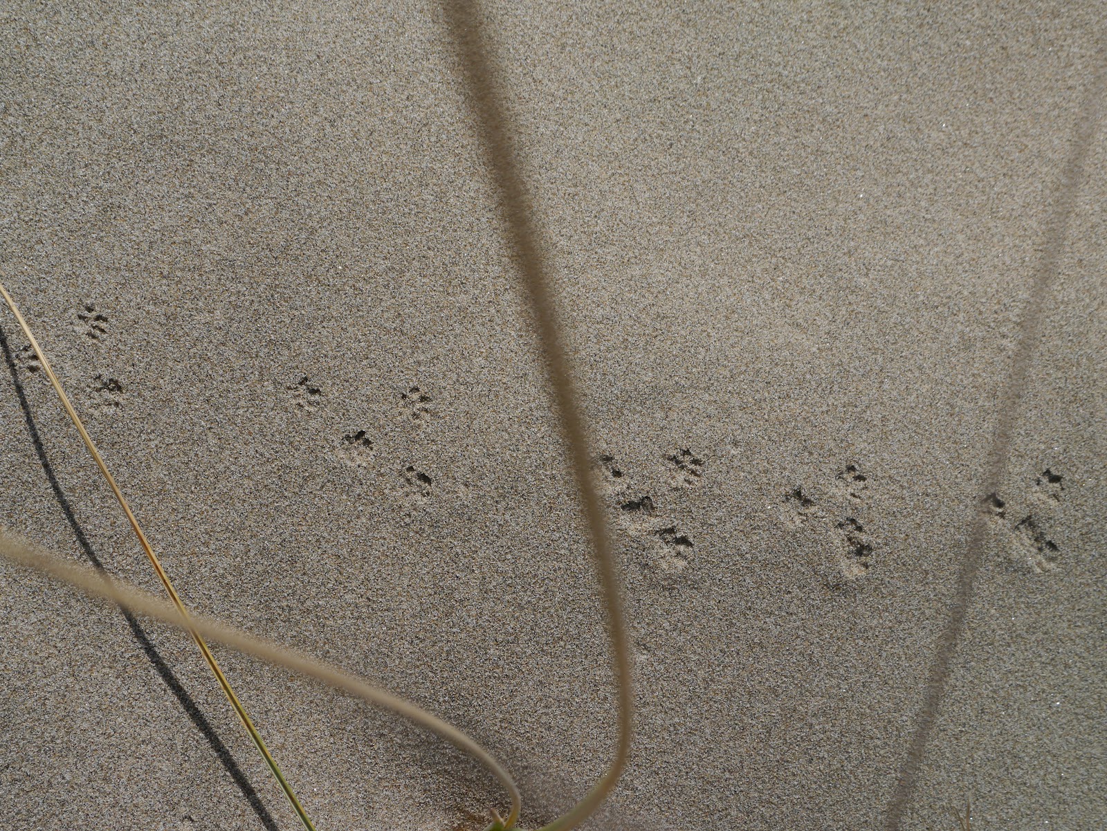 The Gleewoman's Notes DeerMouse Tracks