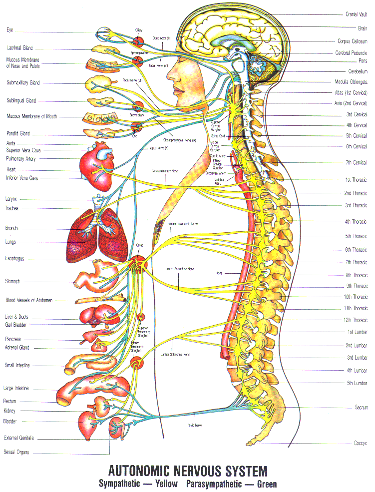 DamaiMedic Klinik Kota Kinabalu: OUR BODY'S COMMUNICATION ... fox nervous system diagram 