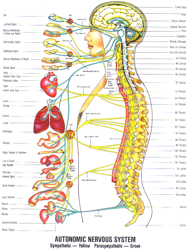 Damaimedic Klinik Kota Kinabalu  Our Body U0026 39 S Communication