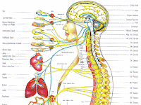Central Nervous System Diagram Central Nervous System Diagram