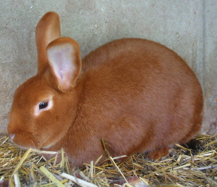 Ma bassecour familiale Nos lapins Fauve de Bourgogne Ma bassecour familiale Nos lapins Fauve de Bourgogne