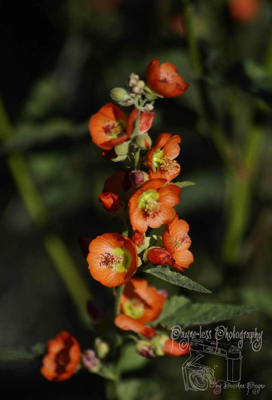 OJTSR Globe Mallow, using local medicinal herbs.