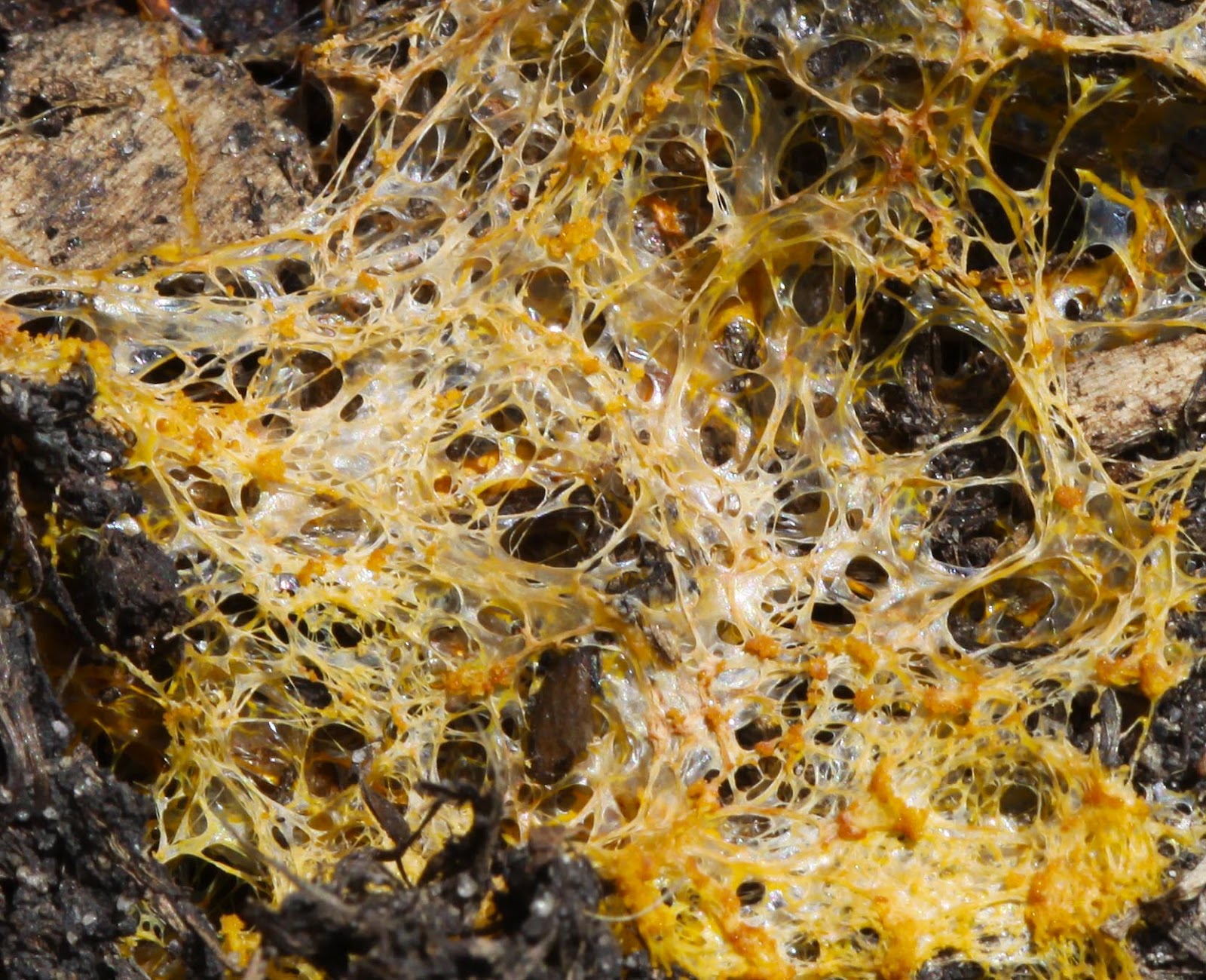 All of Nature Yellow Slime Mold That Isn't