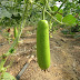 how to grow bottle gourd at home