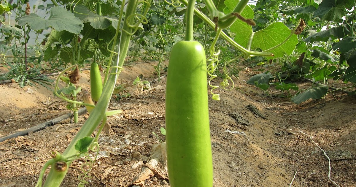 how to grow bottle gourd at home