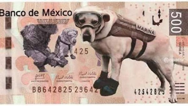 Conmueve en redes sociales labor de perros rescatistas Conmueve en redes sociales labor de perros rescatistas