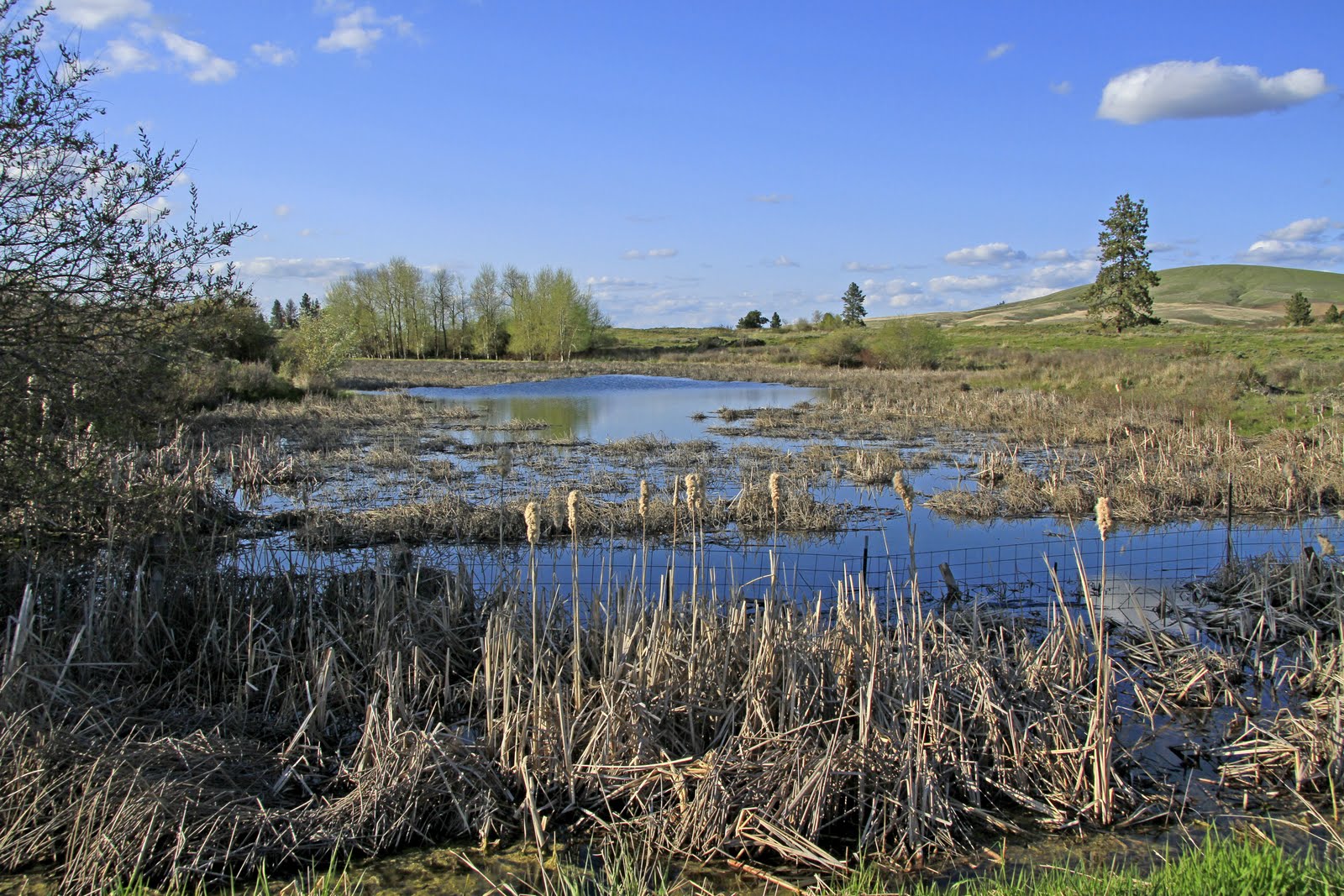 Serendipity and Orchids Medical Lake, Washington