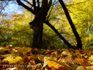 Autumn Light and Leaf photo by Heenan Photography