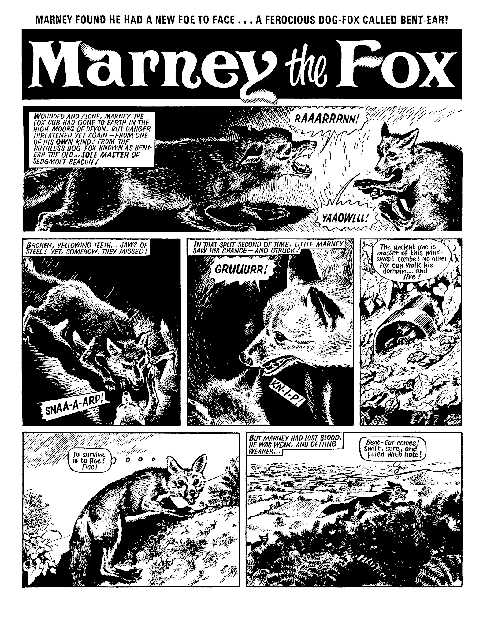 Read online Marney the Fox comic -  Issue # TPB (Part 1) - 21