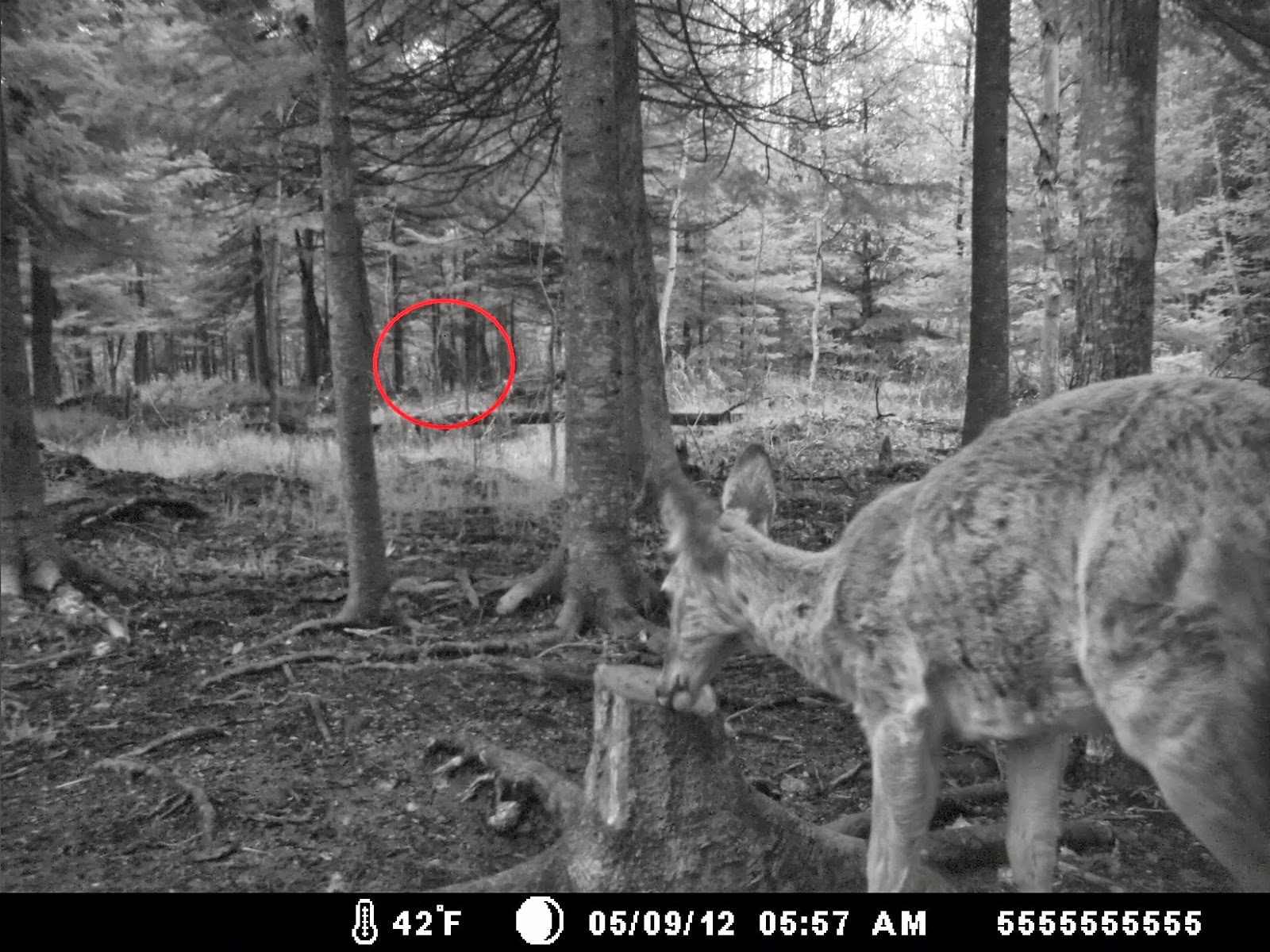 Video Site of Michigan Bigfoot Photo Featured on Finding Bigfoot Now