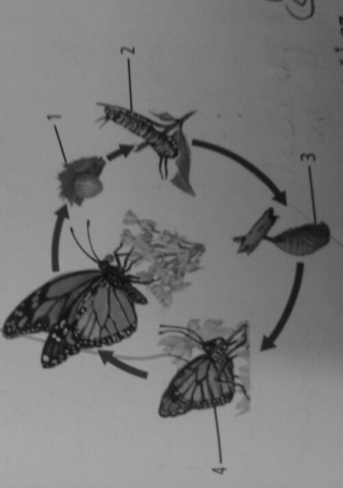 ملخص مادة الأحياء أول ثانوي المستوى الثاني