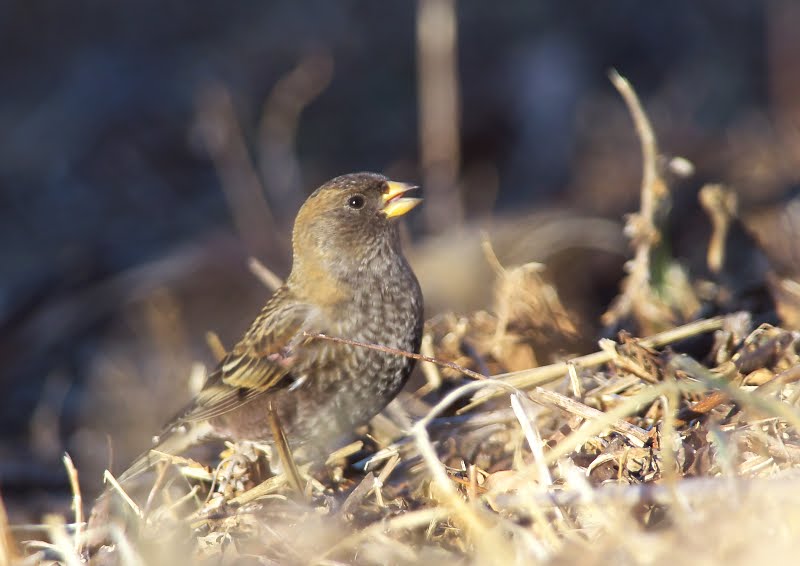 なぜこの島のサルはメスよりもオスとのセックスが多いのでしょうか?