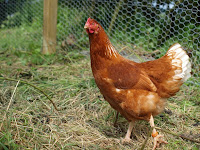  Telur merupakan salah satu makanan yang mempunyai banyak sekali protein di dalamnya Cara Beternak Ayam Petelur semoga Cepat Bertelur dan Produktif