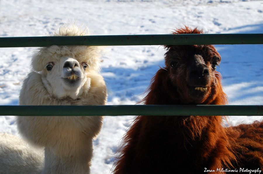 4. Funny Llamas by Zoran Milutinovic