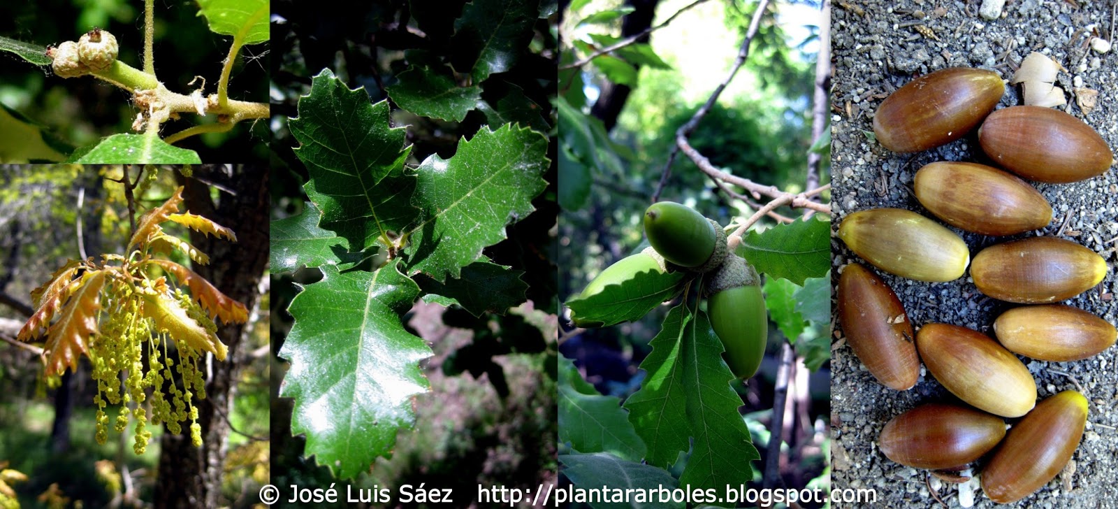 PLANTAR ÁRBOLES y arbustos: Tipos de frutos y semillas AUTÓCTONOS España