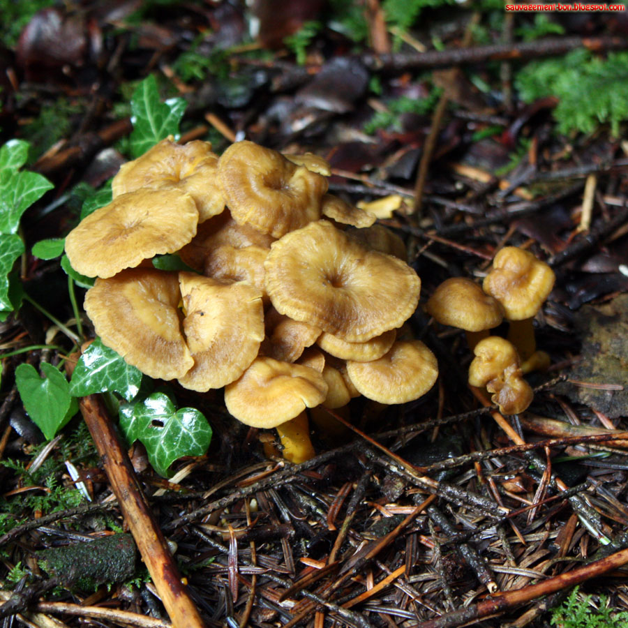 SauvagementBon Une année à champignons