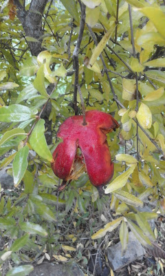 Drying Pomegranate on Tree