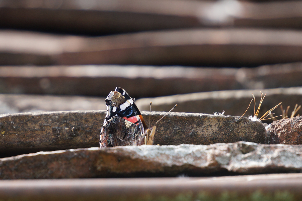 Fabol Denn Bleiben Ist Nirgends