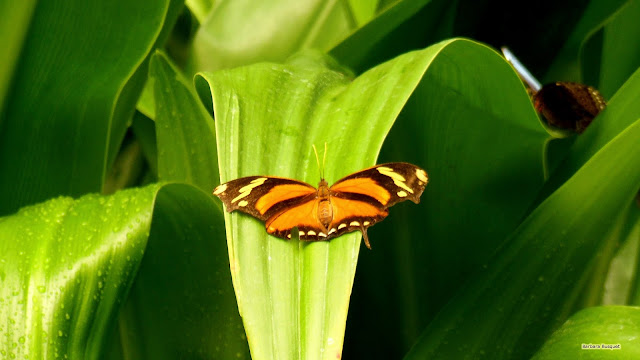 Wallpaper met een oranje vlinder op het blad van een groene plant.
