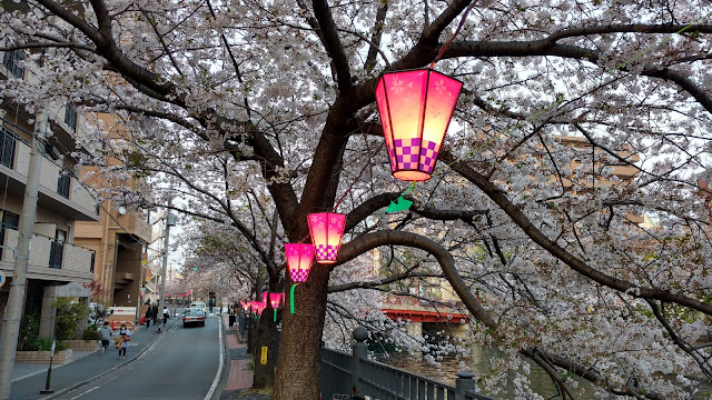 Oka River Promenade hanami