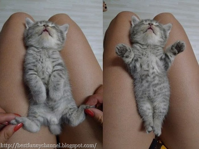 Funny sleeping kitty.