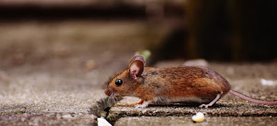 pixabay.com/en/mouse-rodent-cute-mammal-nager-1708192