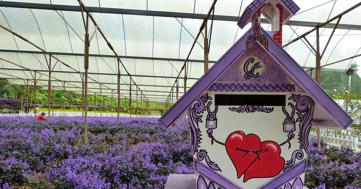 GoodyFoodies Lavender Farm + Vegetable/Flower Farm + Mushroom Farm