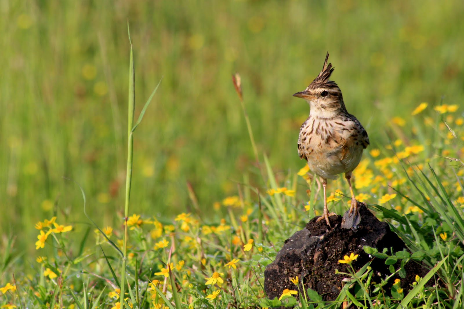 Kaas Pathar (Plateau) Flora and Fauna Visual Treat Travelet