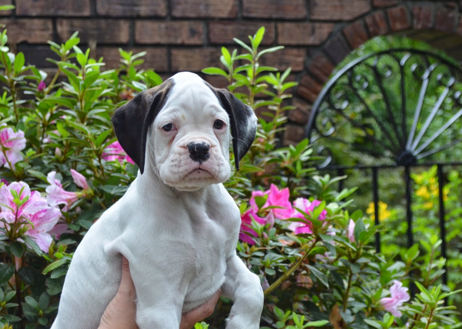 Boxers White Boxer Puppies are Available in